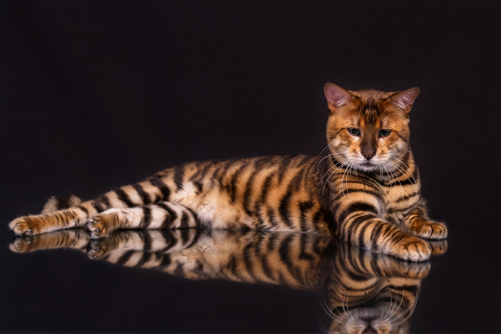 Котята породы ТОЙГЕР - маленькие тигры