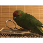 Птенцы попугаи-какарики