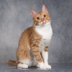 Рыжий красавец котенок-подросток Риччи