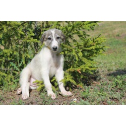 Продам щенка Русской псовой борзой девочку 3 месяца.