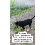 Отдадим в добрые руки щенков курцхаар метисы