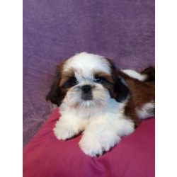 Породистые щенки ши-тцу