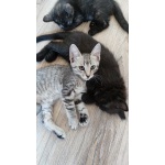 Отдам замечтальных котят
