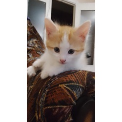 Котята ищут добрых друзей!