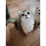 Ласковый и активный британец