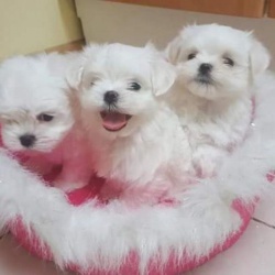 Мои великолепные белоснежные щенки мальтийской болонки, девочка и мальчик.