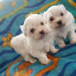 Мои великолепные белоснежные щенки мальтийской болонки, девочка и мальчик.