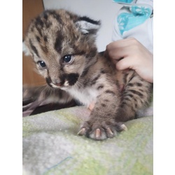 Котята Пумы