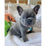 Vendo cuccioli di bulldog francese