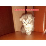 Продаю шотландских котят)