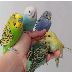 Попугаи разных пород