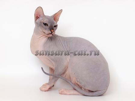 Недорого продается очень красивая молодая кошка Донской сфинкс