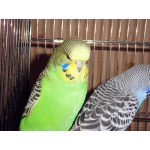 Птенцы выставочых волнистых попугаев (чехи)