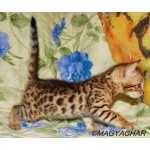 Котята бенгальской кошки