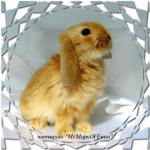 Декоративные Карликовые Кролики из Питомника ’’mr.Моркoffкин’’