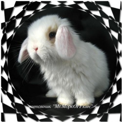 Декоративные Карликовые Кролики из Питомника ’’mr.Моркoffкин’’