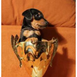 Цвергпинчер - король миниатюрных собак