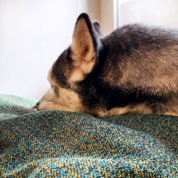 Подушка-лежанка Barbaris для собак