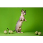 Лунные котята-Эльф, бамбино, Двэльф, канадский сфинкс.