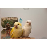 Попугай монах-калита (квакер) птенцы 5мес