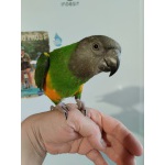 Сенегальский попугай ручной птенец выкормыш