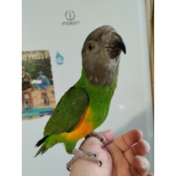 Сенегальский попугай ручной птенец выкормыш