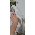 Ожереловый попугай ручной птенец выкормыш 5мес