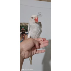 Ожереловый попугай ручной птенец выкормыш 5мес