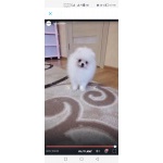 Померанский шпиц