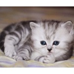 Купить британского/шотландского котенка в Москве, питомник кошек «SILVER SHARM»