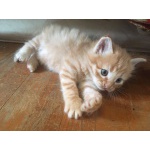 Огненно-рыжие котята ищут дом?