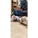 Инструктор по вязкам собак , помощь при родах
