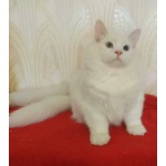 Пристраиваются в добрые руки белые с голубыми глазами сибирский кот и кошка, невская маскарадная кош
