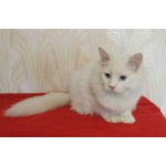 Пристраиваются в добрые руки белые с голубыми глазами сибирский кот и кошка, невская маскарадная кош