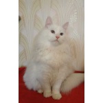 Пристраиваются в добрые руки белые с голубыми глазами сибирский кот и кошка, невская маскарадная кош