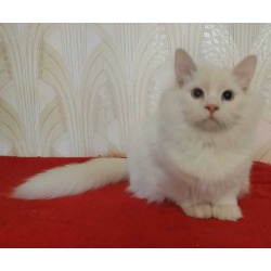 Продается сибирский кот Геспер Белое золото Невы