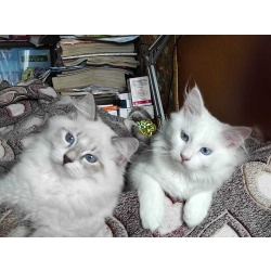 Продаются сибирские кошки Драхма и Денайри Имбирный пряник