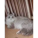 Продается невская маскарадная кошка Ефимия Имбирный пряник