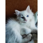 Продаются сибирские коты Жиган и Жихарь Имбирный пряник