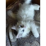 Продаются сибирские кошка Живица и коты Жиган и Жихарь Имбирный пряник