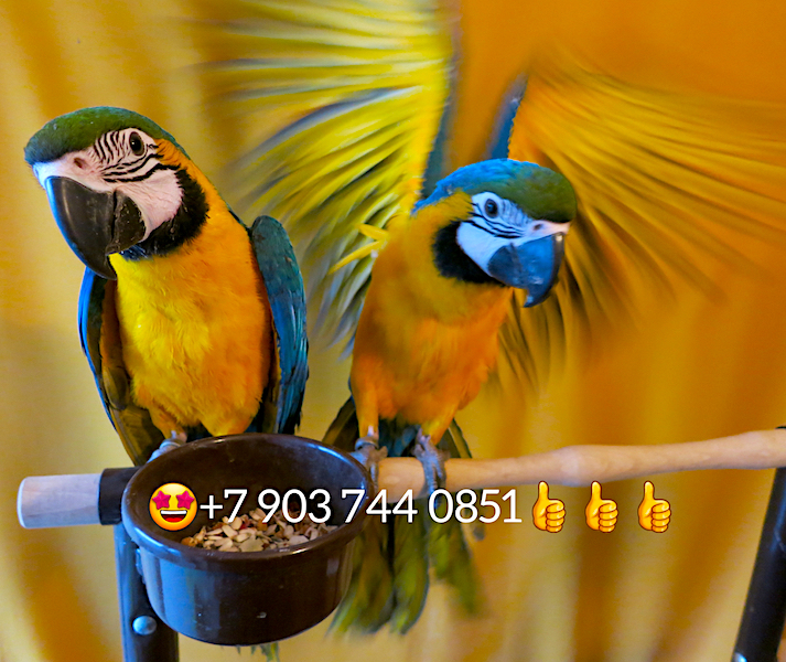 Попугай сине желтый ара (ara ararauna) - ручные птенцы из питомника