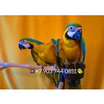 Попугай сине желтый ара (ara ararauna) - ручные птенцы из питомника