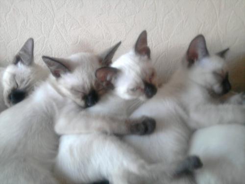 Тайские котята сил-пойнт и 2 молодых кота