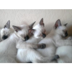 Тайские котята сил-пойнт и 2 молодых кота