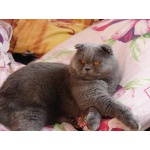 Кот породы скотиш-фолд, голубого окраса,возраст 2 года, приглашает кошечек на вязку.