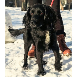 Аксель ищет дом!