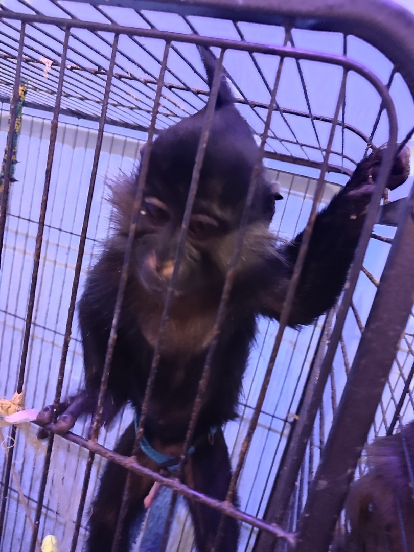 обезьяна Черный мангобей мартышка малыш