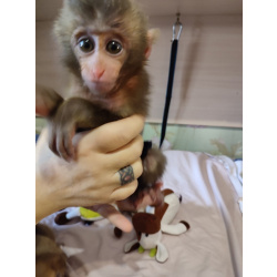 обезьяна Японская макака малышка девочка