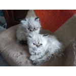 Шикарные персидские котята колор-пойнт