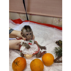 обезьяна Яванская макака малышка девочка